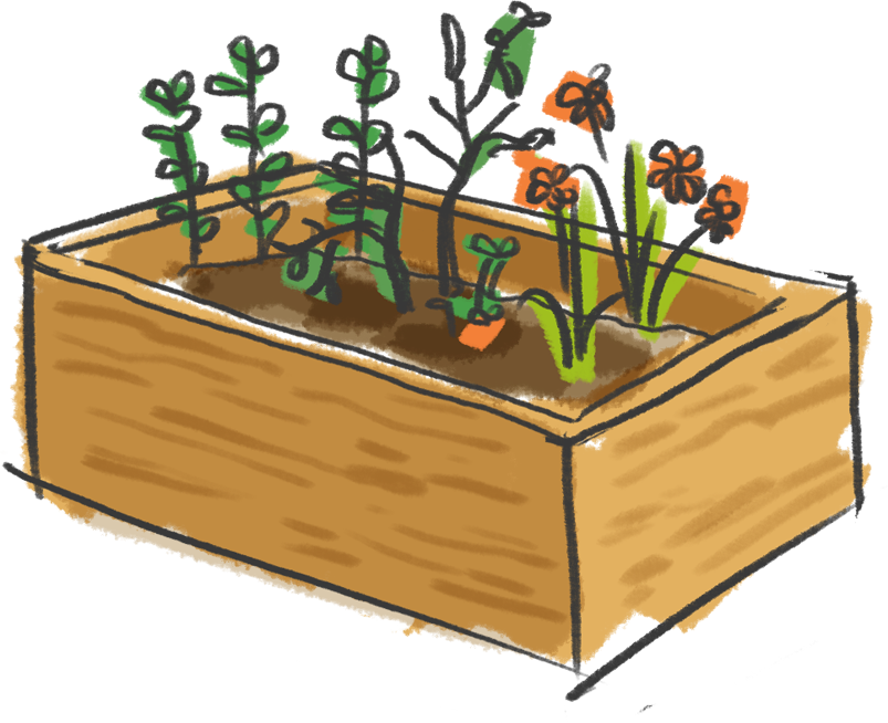 plants in raised beds
