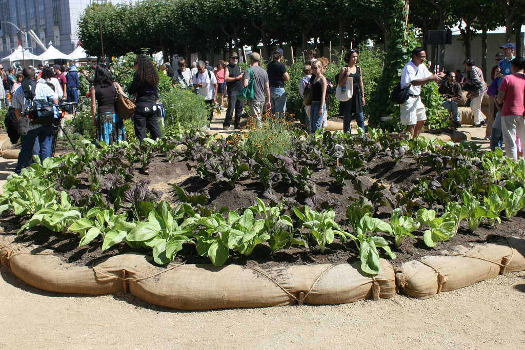 Students gathering around a plot of soil.