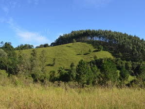 Image of forestland