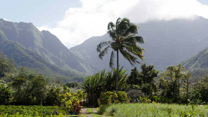 Photo of palm tree and mountains in Kauai, Hawaii.
