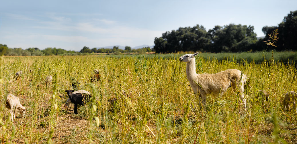 What Are Diversified Farming Systems Berkeley Food Institute