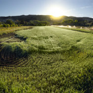 Cover crops at Full Belly Farm, Yolo County, CA. Photo by Paul Kirchner Studios