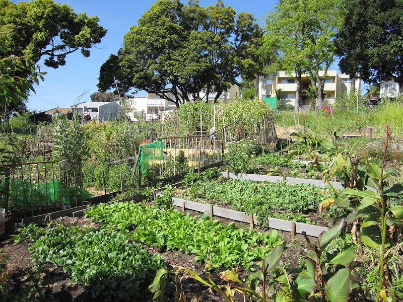 Image of an urban garden.