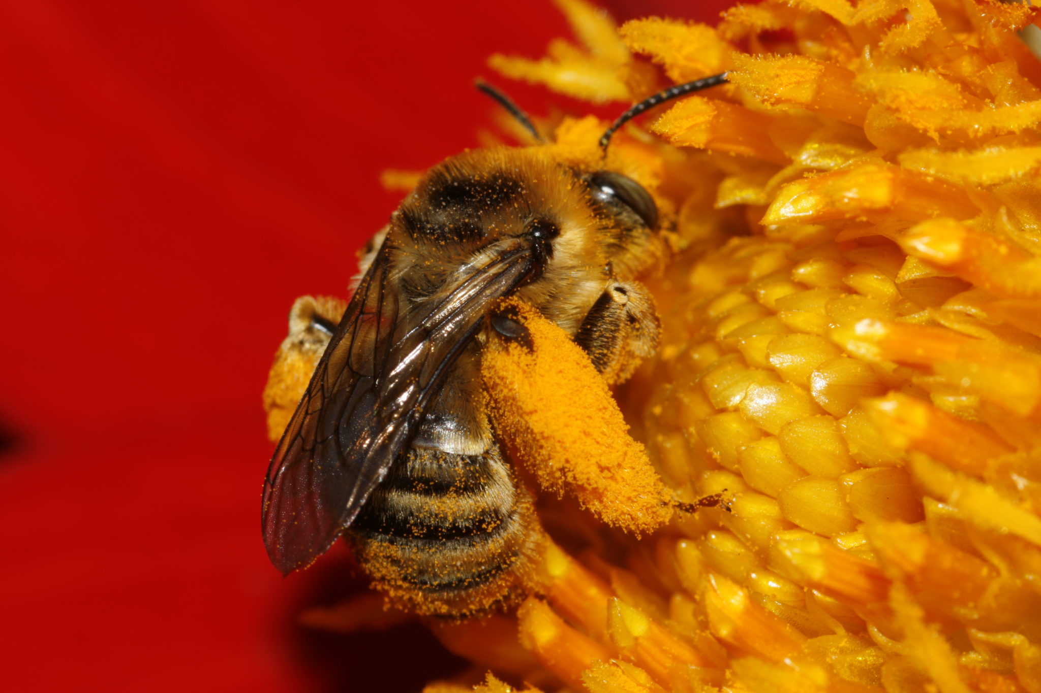 Native bee. Photo by: Celeste Ets Hokin