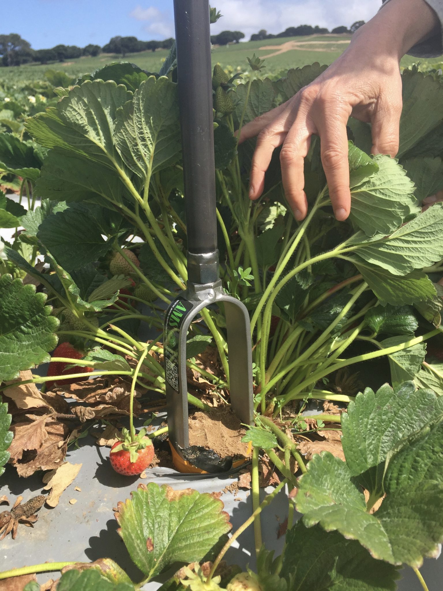 Testing soil in a monocultural strawberry field.