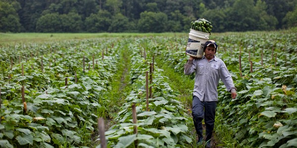 Photo of a Farmer in the Field