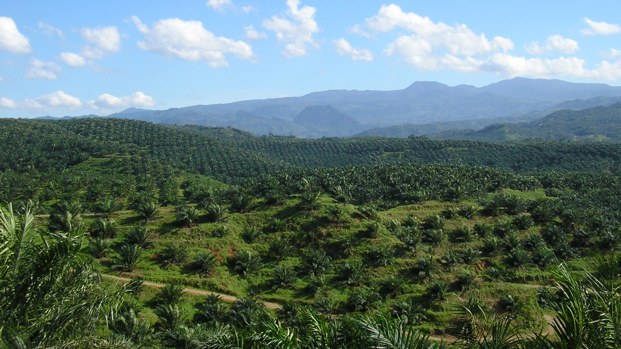 Palm oil monoculture farms in Indonesia.