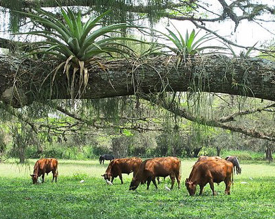 Silvopastoral agriculture at El Hatico Ranch in Colombia.