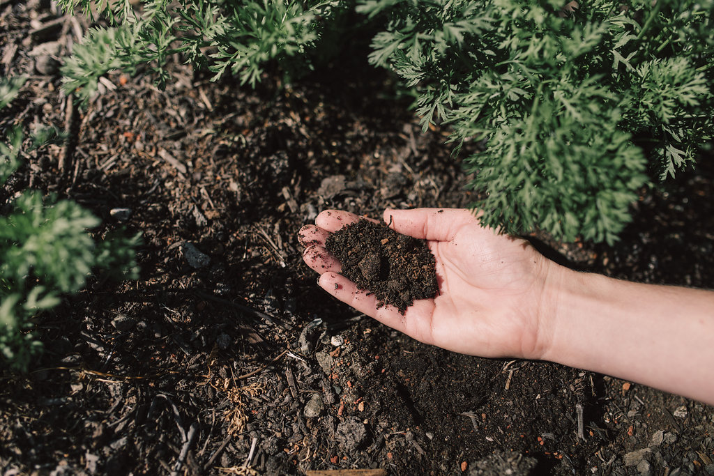 Hand holding soil at an Urban Tilth farm in Richmond.
