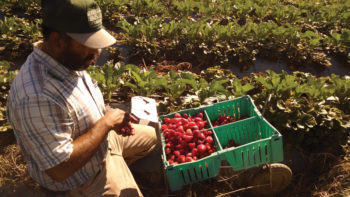 A partner farmer packing organic strawberries. Photo by Adam Calo.