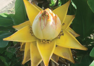A unique-looking plant flower with bright yellow petals.