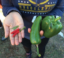 Hands holding out different species of peppers.