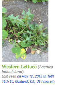 An example of a plant ID using iNaturalist, featuring Western Lettuce