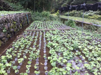 Wasabi plants growing through a terrace farming mechanism that sources water from Mount Fuji.