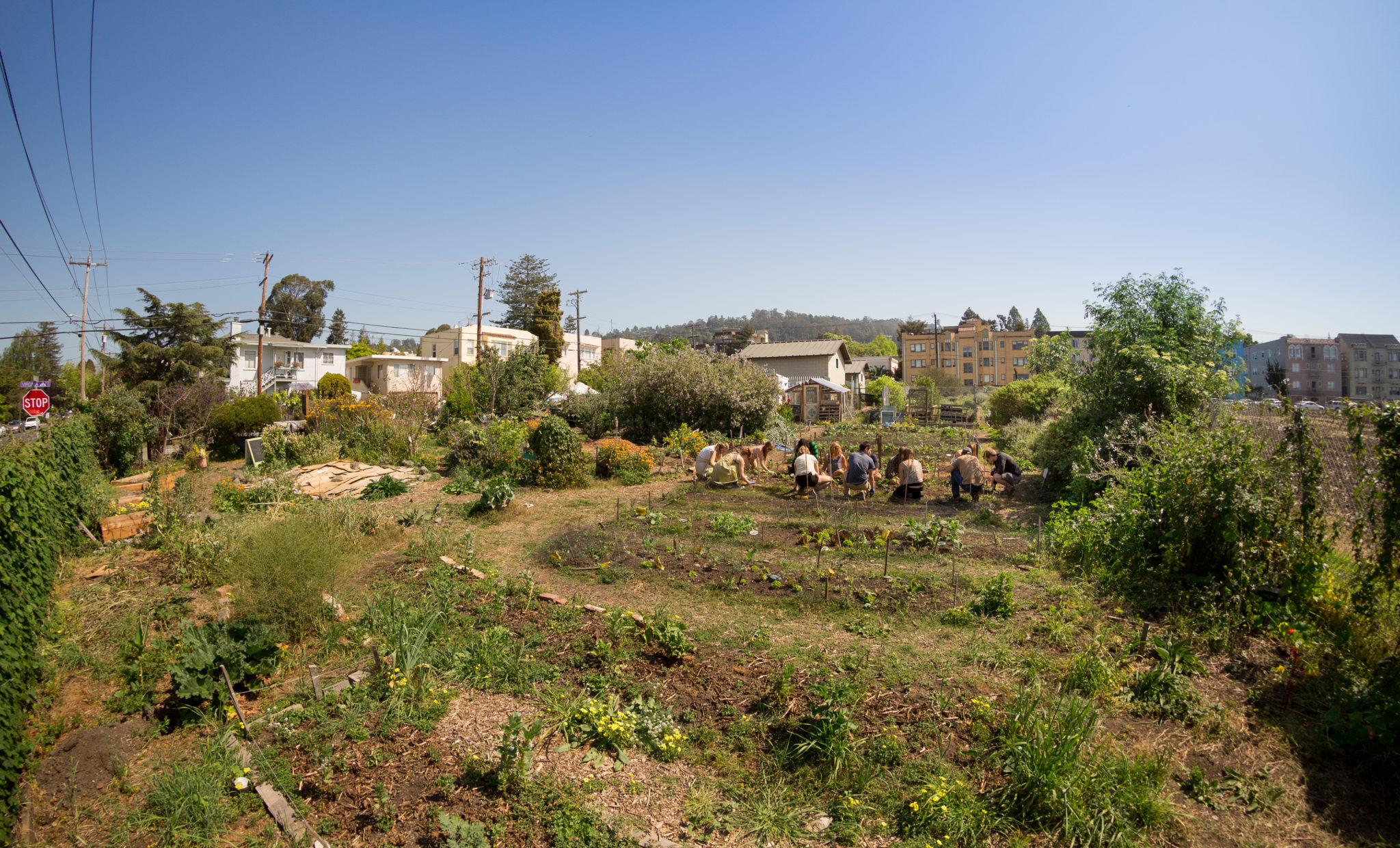 UC Berkeley Student Organic Garden. Photo by: Jonathan Fong