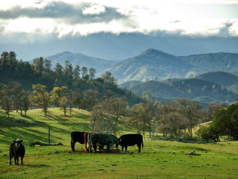 A grass pasture with cows feeding, overlooking a mountain range.