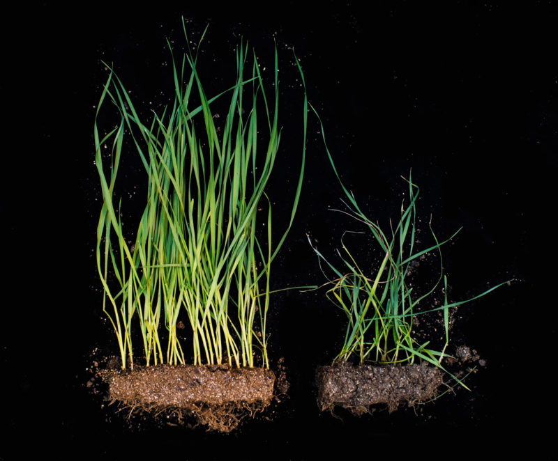 A comparison between two wheat plants.