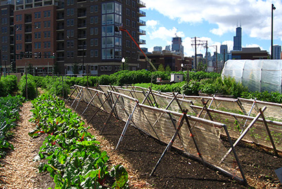 Image of an urban farm on a rooftop.