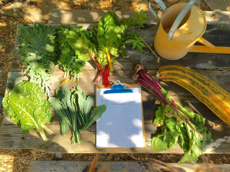 Photo of garden vegetables and clipboard on a table.