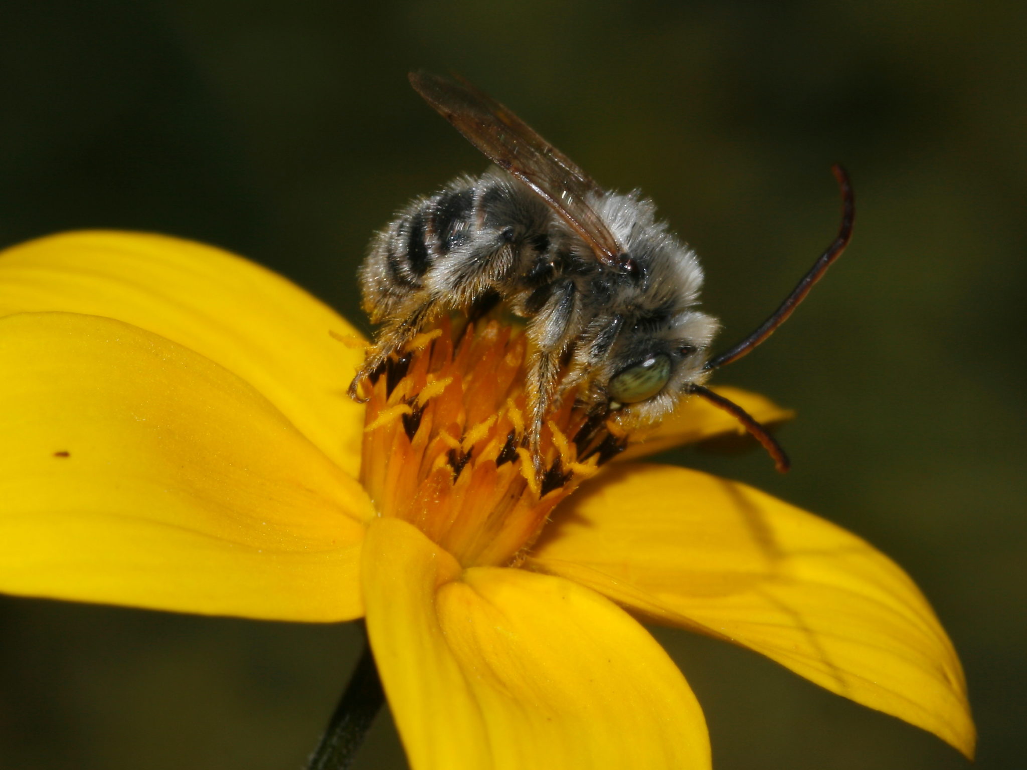Long-horn bee.
