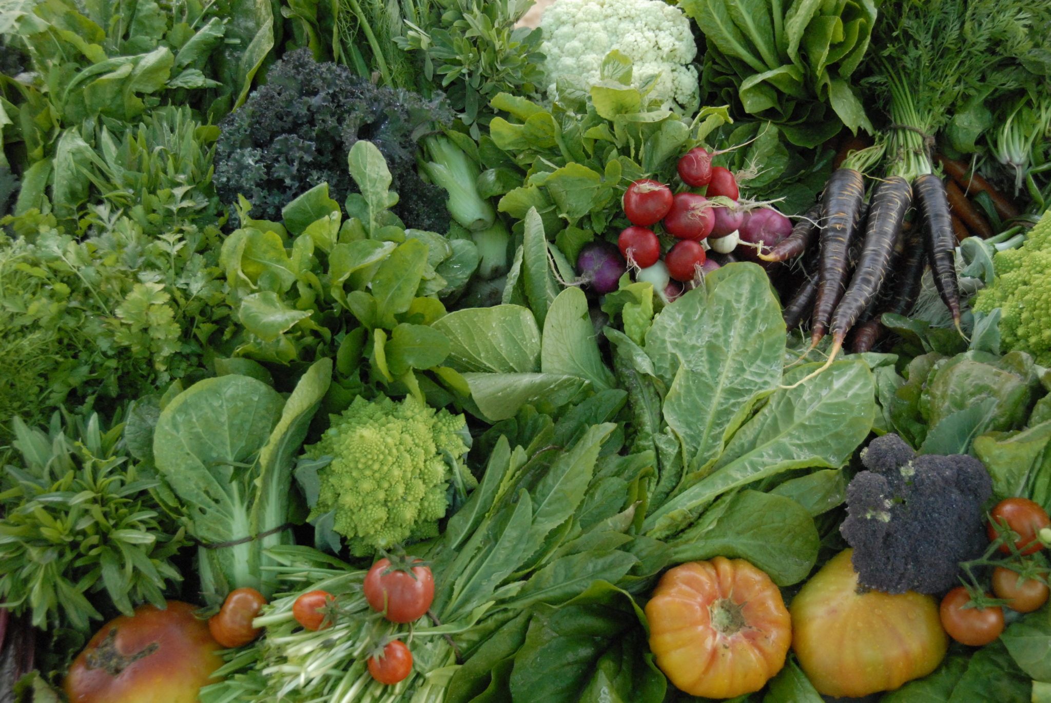 Photo of Various Vegetables