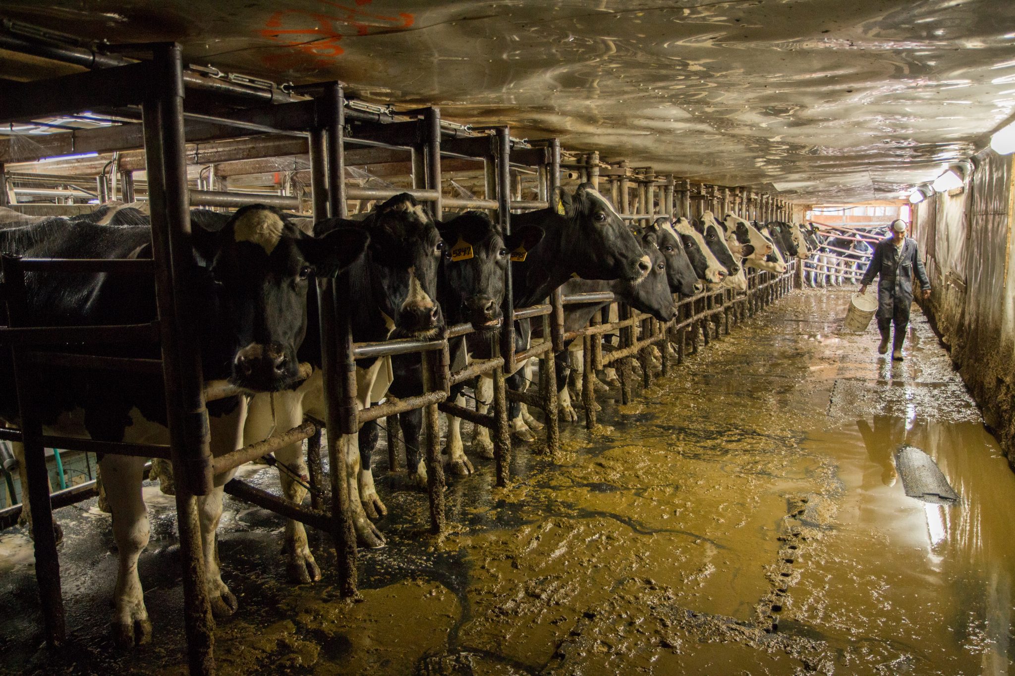 Photo of dairy worker walking past cows in stalls. photo by Vera L. Chang