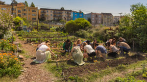 Students volunteering at the Student Organic Garden.
