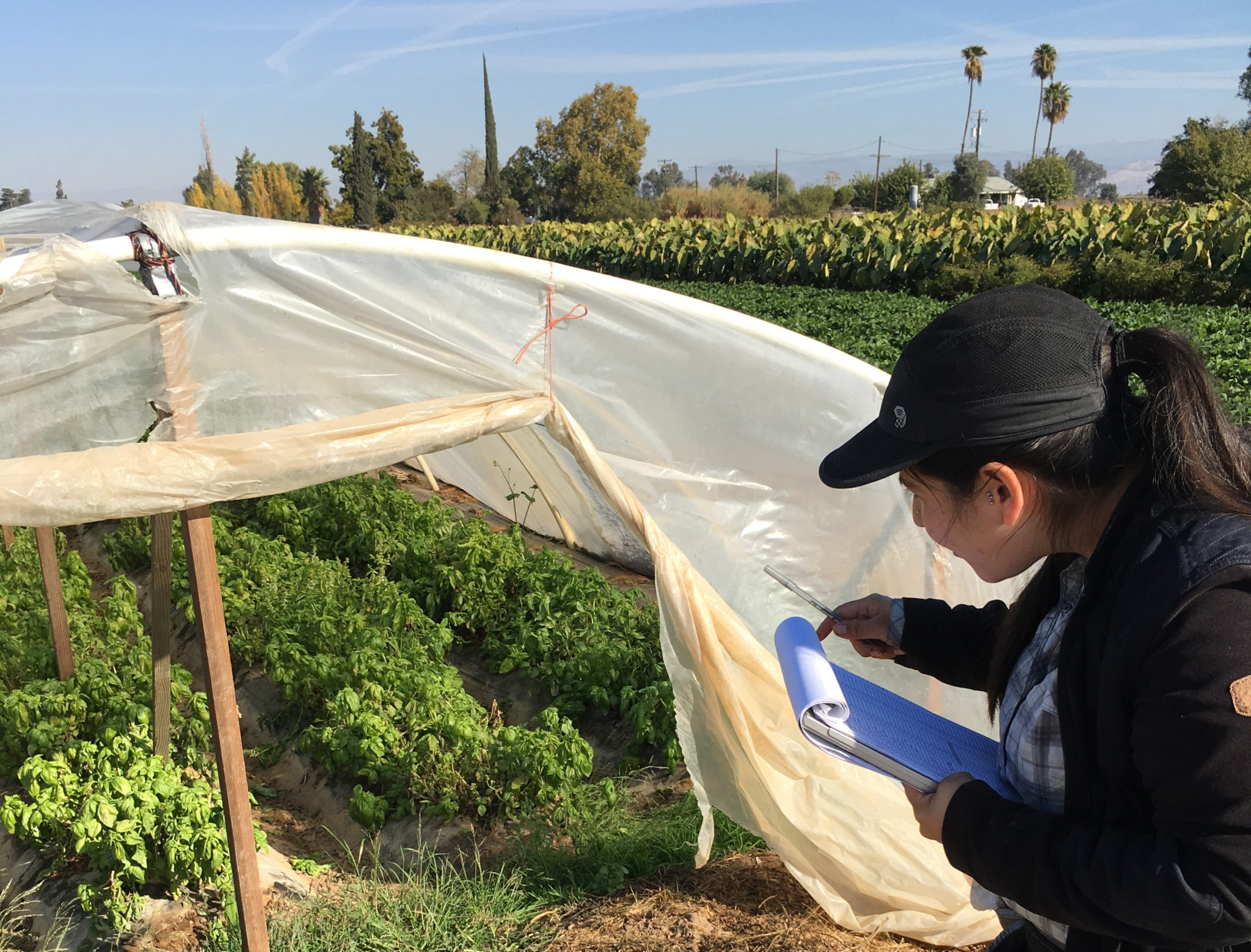Environmental Science, Policy, and Management PhD Candidate Aidee Guzman conducting a crop diversity survey at a farm in Fresno County. Photo by: Rodolfo Huerta.