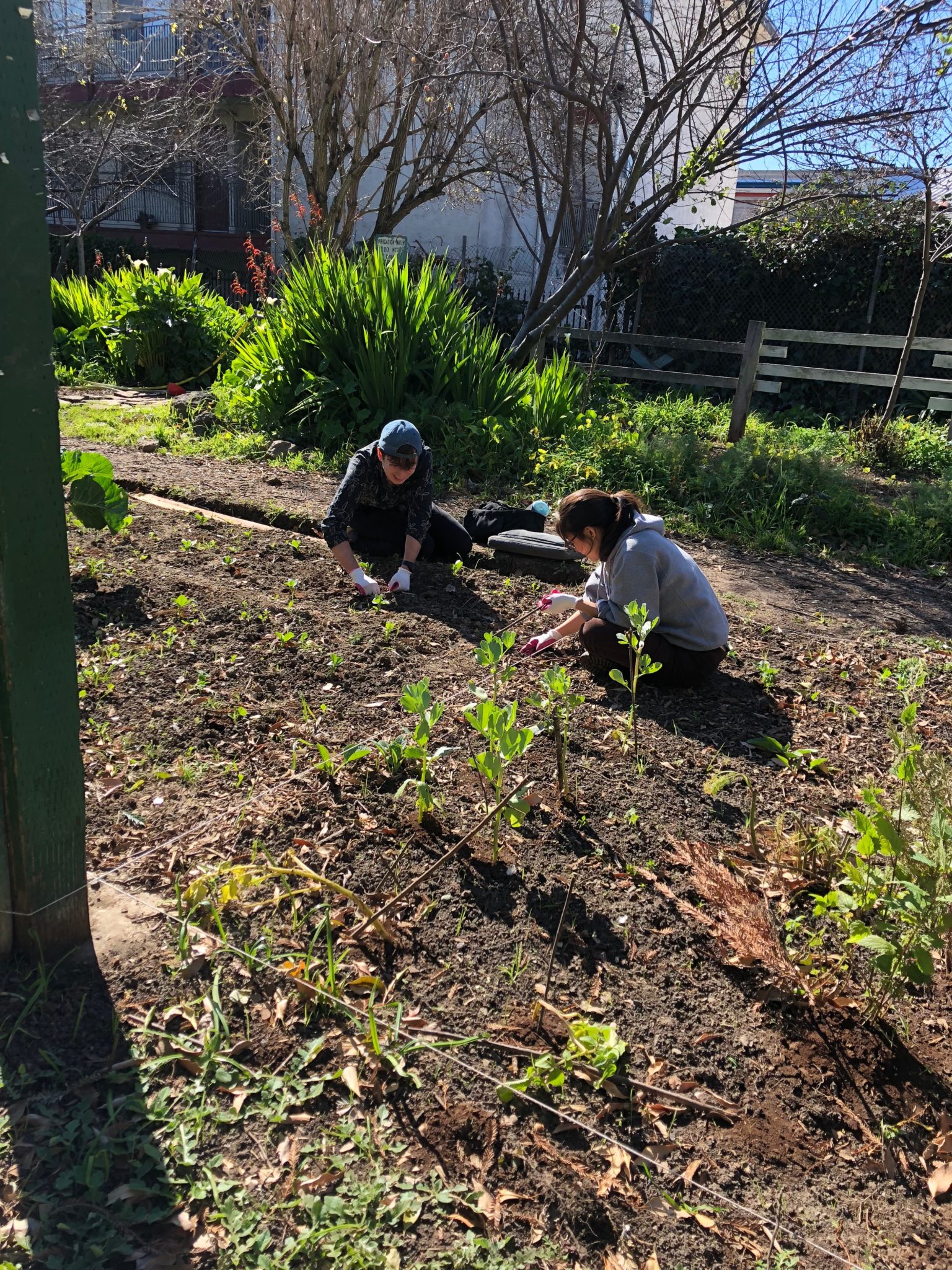 Students working in a garden.