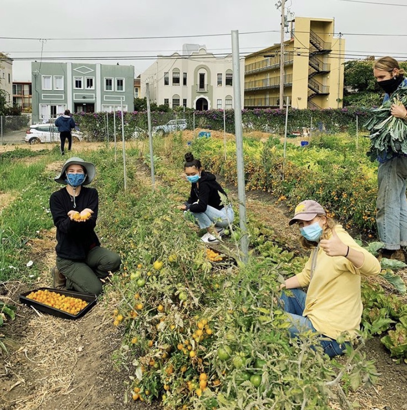 Students working in a garden and wearing masks.