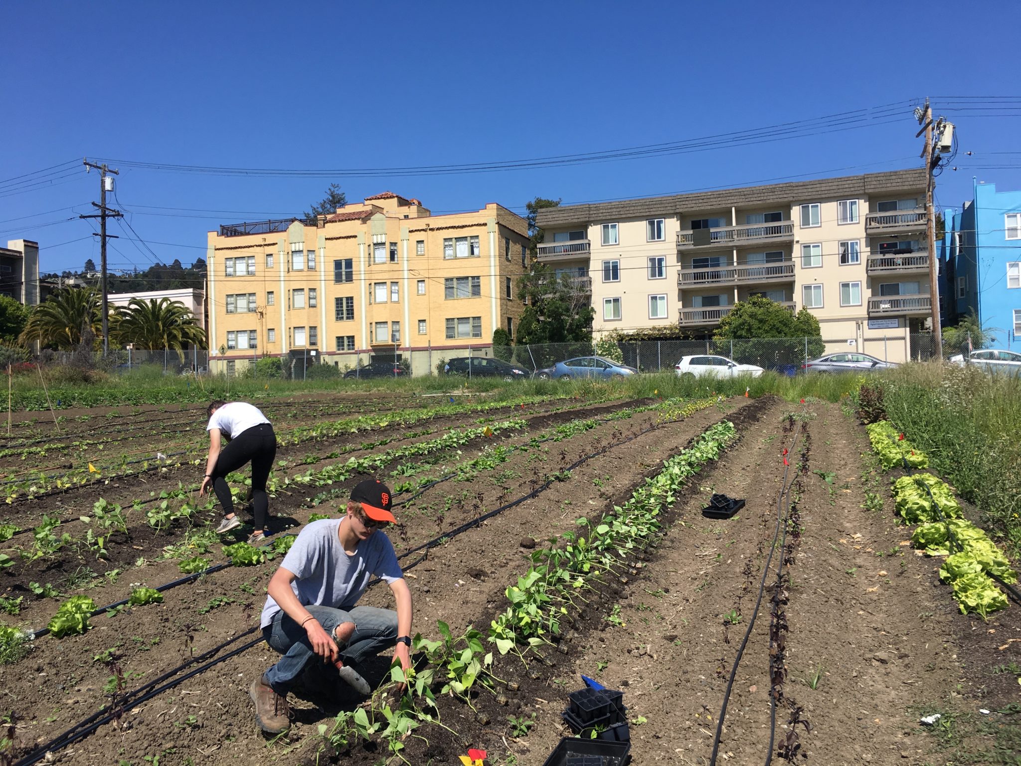 Berkeley students expanding on agroecology skills at the Oxford Tract.