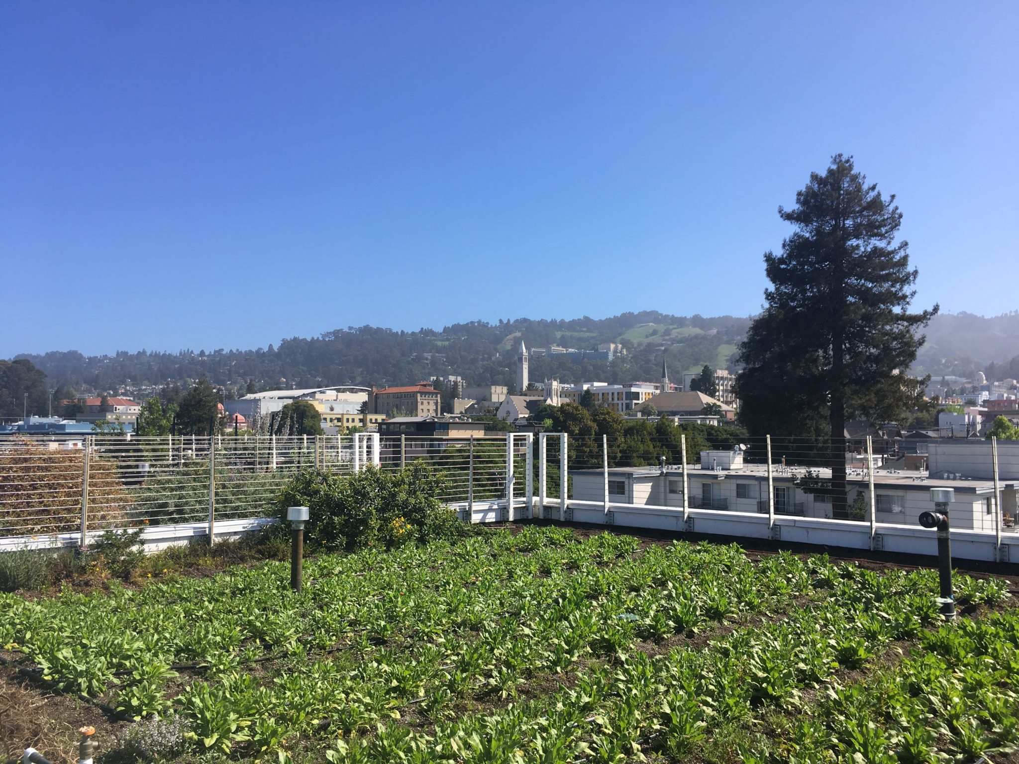 Bluma Flower Farms operates a rooftop garden in Berkeley. Photo by Alana Siegner.