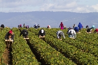 Farmworkers in a strawberry field