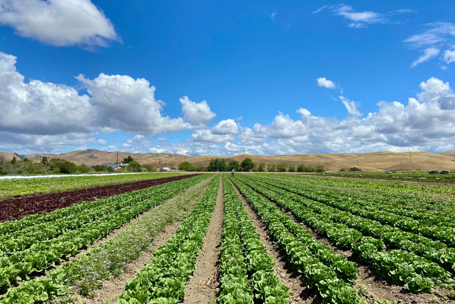 Diversified Farming Hits Hurdles in California’s Central Coast ...